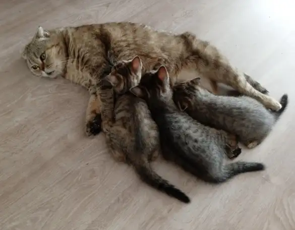 Шотландские котята, фотография 4