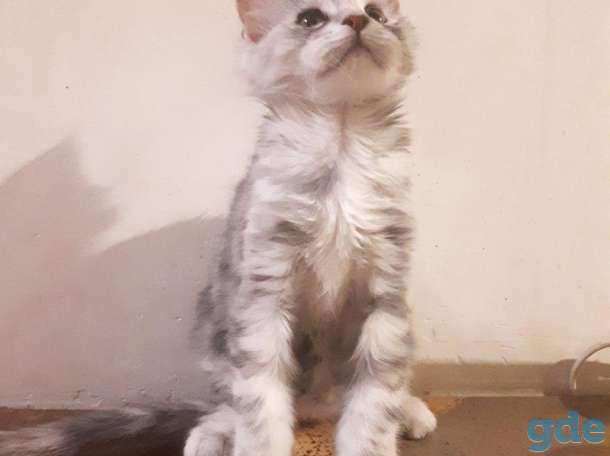 Котята Мейн КУН, фотография 5