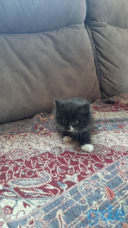 Котята, фотография 4