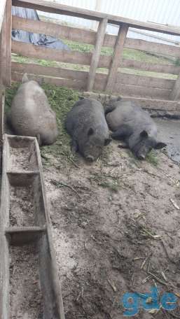 Продам мясо домашних вьетнамских свиней, фотография 1