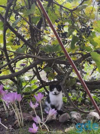 Котята ищут дом, фотография 3