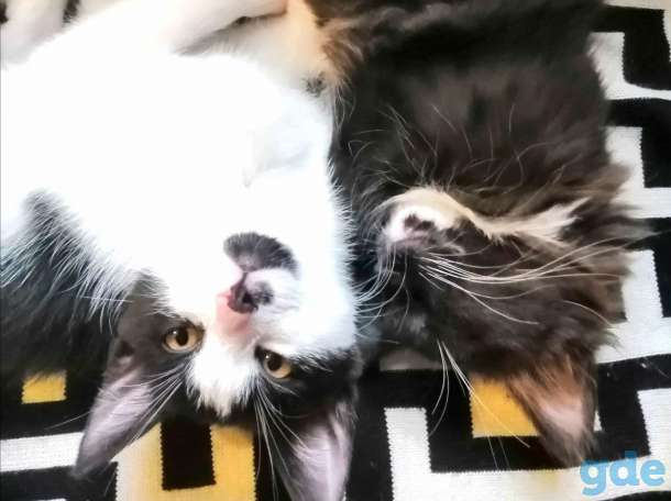 Прелестные котята в дар, фотография 2