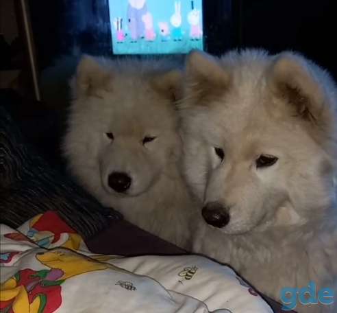 Самоед, фотография 5