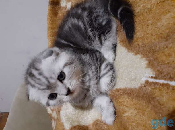 Шотландские котята, фотография 2