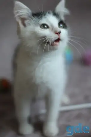 Кругленький котенок, фотография 3
