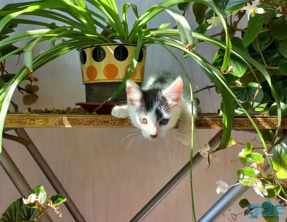 Котята, фотография 1