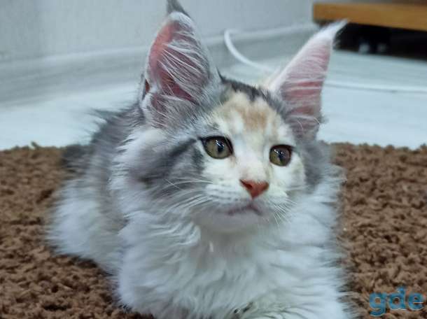 Продам котенка мэй куна, фотография 3