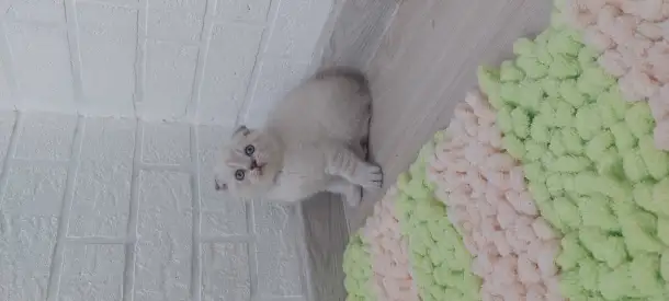 Шотландские вислоухие котята, фотография 4