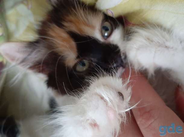 Котята в хорошие руки, фотография 2