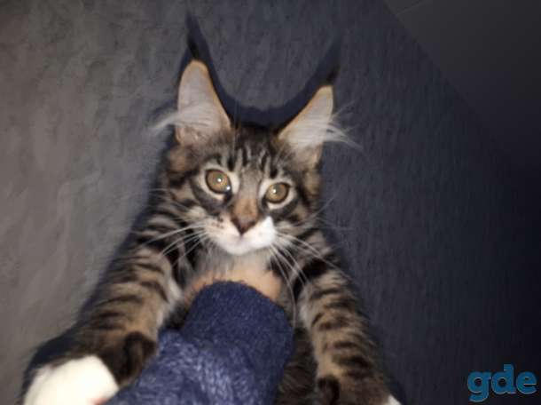 Котята мейн-кун 3 месяца, фотография 4
