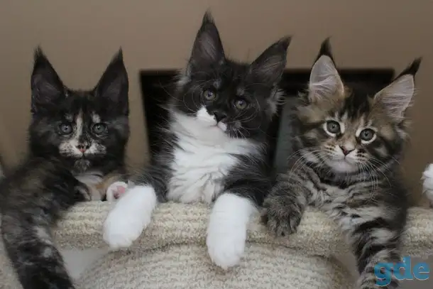 Мейн кун котята!, фотография 3