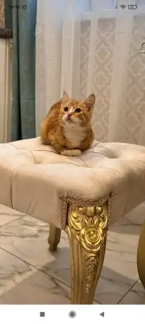 В дар ласковый прекрасный котёнок-мальчик Златик, фотография 8