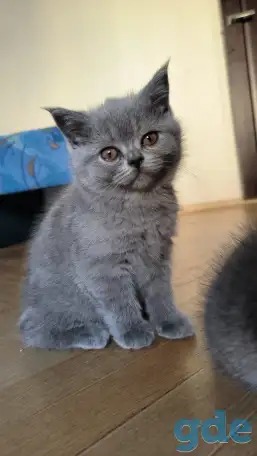Британские котята, фотография 3