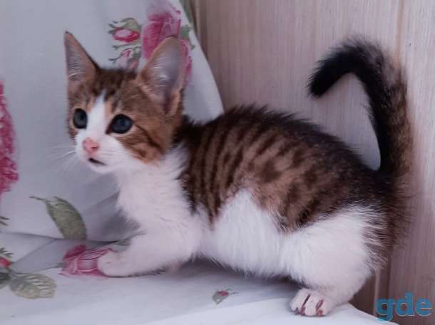 Котята бесплатно., фотография 9