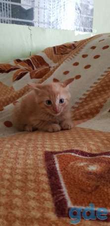 Котята в добрые ручки, фотография 1
