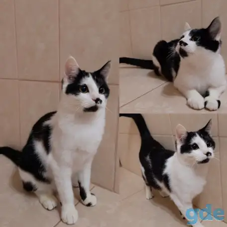 Котята, фотография 2