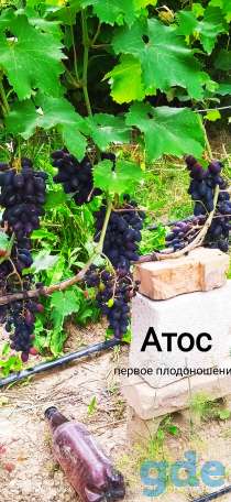 Продается столовый виноград, фотография 4