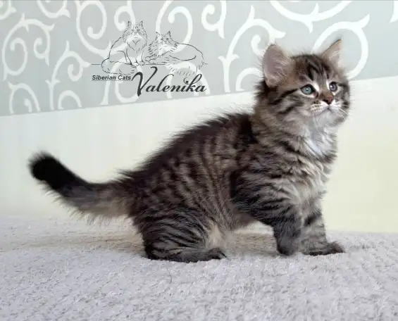 Сибирские котята. Сибирский котенок., фотография 8