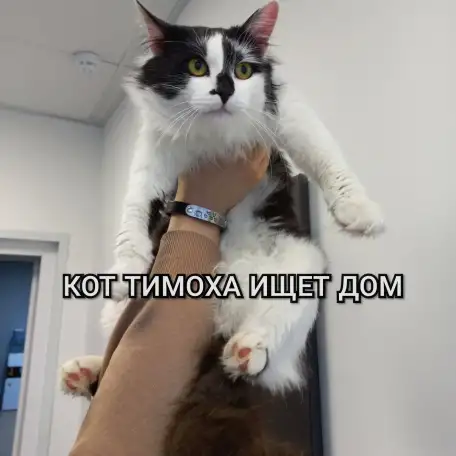 Кот ТИМОХА ищет дом, фотография 2