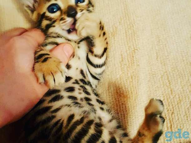 Питомник бенгальских кошек., фотография 5