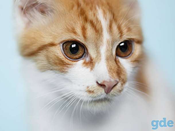 Котёнок в добрые и ответственные руки, фотография 3