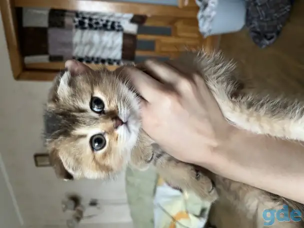 Шотландские вислоухие котята, фотография 1