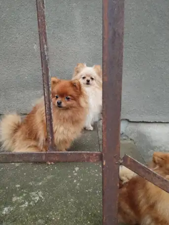 Померанский шприц, фотография 2