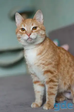 Солнечная кошка Элисон в дар, фотография 6