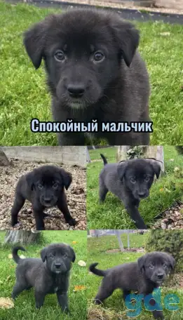 Щенки бесплатно, фотография 5
