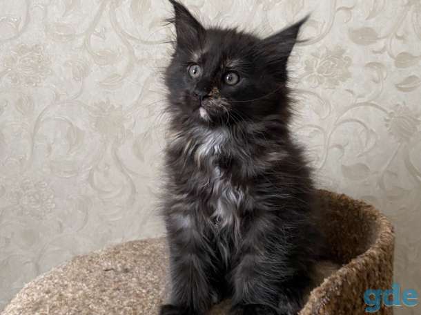 Котята мейн-куны, фотография 7