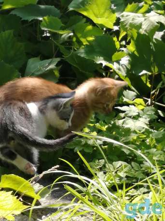 Котята в добрые руки, фотография 3