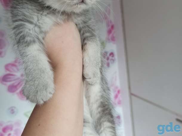 Котята, фотография 2