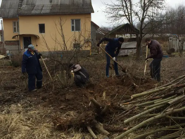 Услуги по вырезке деревьев, фотография 2