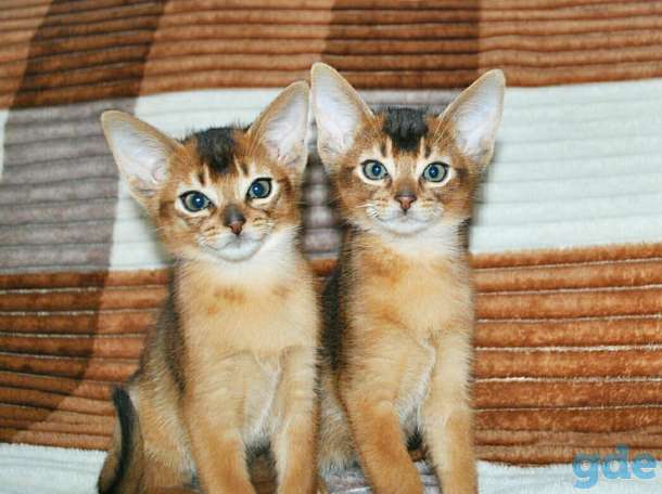 Абиссинский котенок, фотография 1