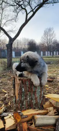 Красивые собачки, фотография 1