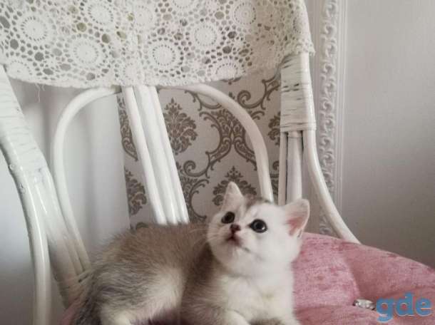 котята шиншилла на серебре, фотография 6