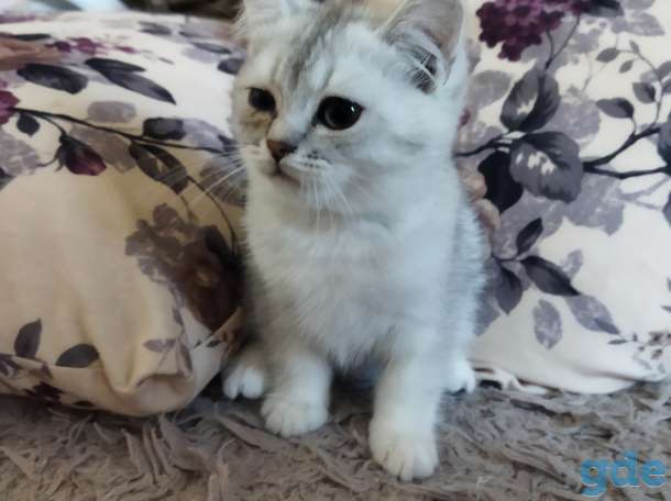 Продам котят, фотография 3