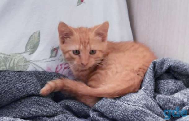 Котята бесплатно., фотография 11