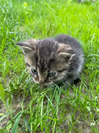 Котята в хорошие руки, фотография 5