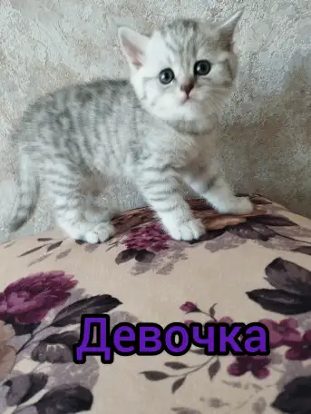 Шотландские котята, фотография 1