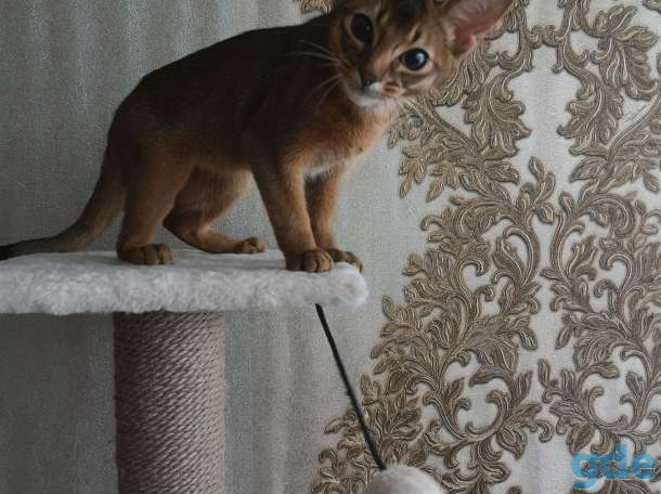 Абиссинский котёнок, фотография 6