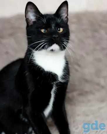 Котик в добрые руки, фотография 5