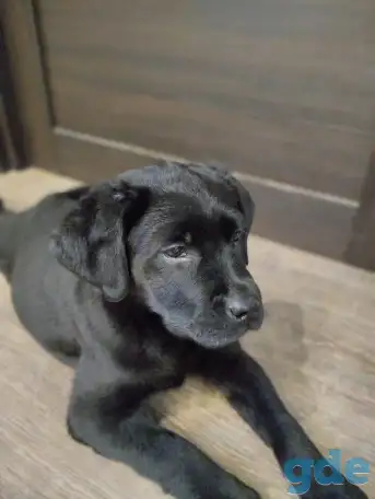 Щенки лабрадора из питомника MercuryPuppy, фотография 3