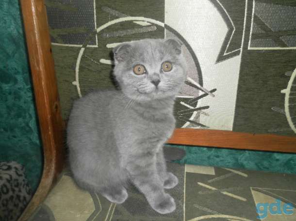 Шотландский вислухий котик, фотография 2