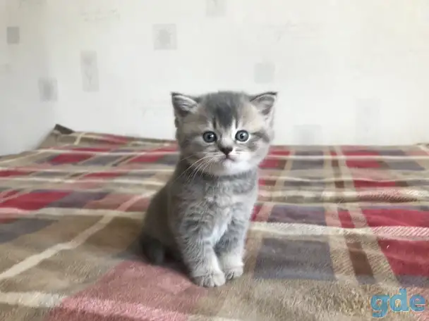 Шотландские котята, фотография 1