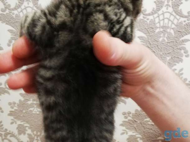 Шотландский вислоухий котенок, фотография 6