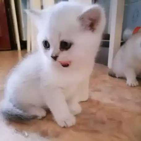 Британские серебристые короткошерстные котята, фотография 3