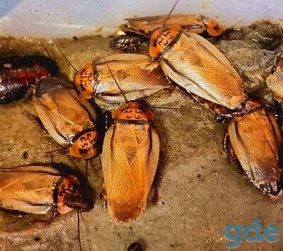 Eublaberus posticus кормовой корм для рептилий,пауков,и т.п., фотография 3
