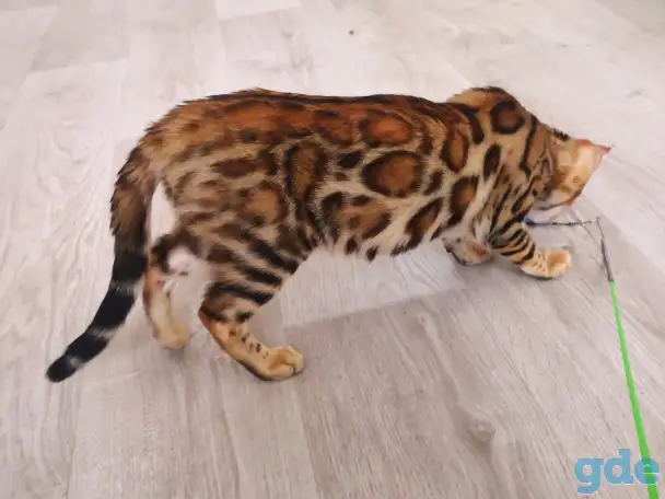 Бенгальские котята мальчики и девочки, фотография 15