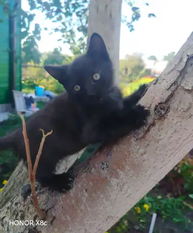 Милые котята ищут дом, фотография 6